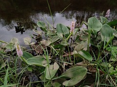 Pontederia sagittata