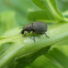 Tropiphorus terricola