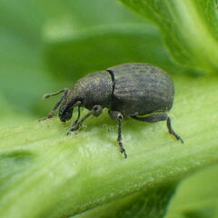 Tropiphorus terricola