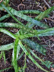 Aloe greenii