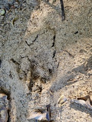 Lupulella mesomelas mesomelas