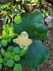 Haemanthus deformis