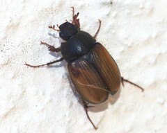 Omaloplia nigromarginata
