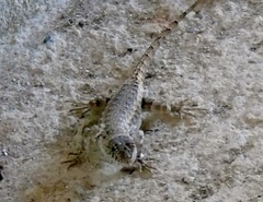 Sceloporus nelsoni