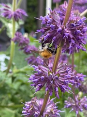 Bombus pascuorum