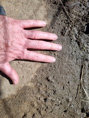 Genetta maculata