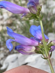Penstemon cyaneus