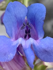 Penstemon cyaneus