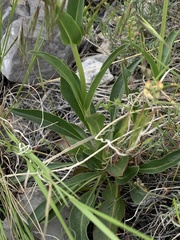 Penstemon cyaneus
