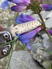 Penstemon cyaneus