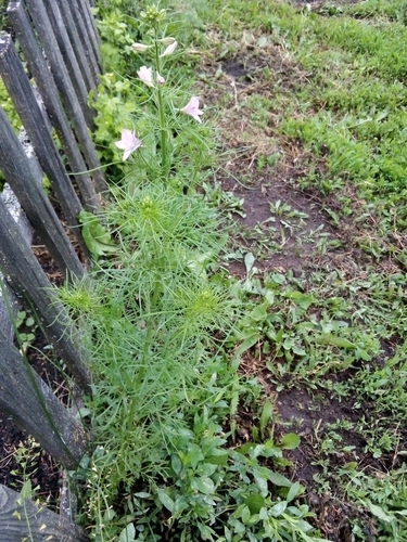 Delphinium ajacis