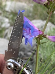Penstemon cyaneus