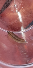 Arion fasciatus