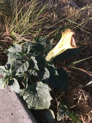 Datura wrightii