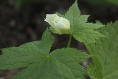 Glaucidium palmatum