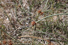 Cyperus capitatus