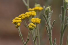 Helichrysum acutatum