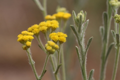 Helichrysum acutatum