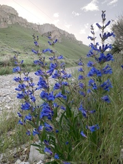Penstemon cyaneus