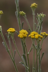 Helichrysum acutatum