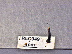 Xylaria schweinitzii