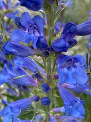 Penstemon cyaneus