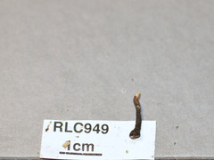 Xylaria schweinitzii