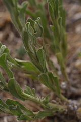 Helichrysum acutatum