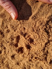 Leptailurus serval serval