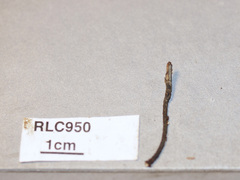 Xylaria ophiopoda