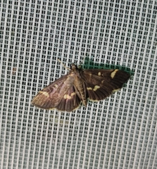 Ischnurges