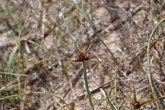 Cyperus capitatus