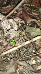 Eleutherodactylus weinlandi