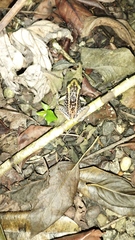 Eleutherodactylus weinlandi