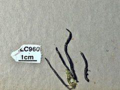 Xylaria scruposa