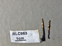 Xylaria enterogena