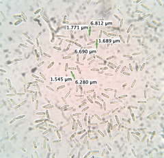 Paramyrothecium roridum