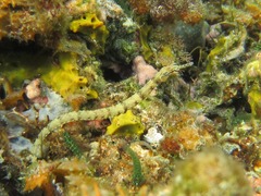 Corythoichthys flavofasciatus