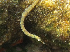 Corythoichthys flavofasciatus