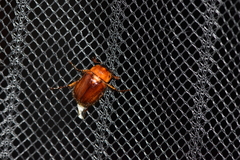 Cyclocephala borealis