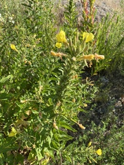 Oenothera × fallax