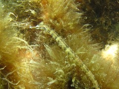 Corythoichthys flavofasciatus