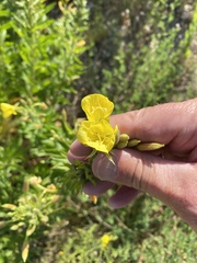 Oenothera × fallax