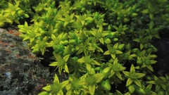 Sedum acre