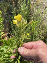 Oenothera × fallax
