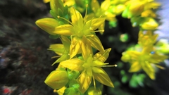 Sedum acre