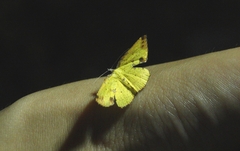 Corymica