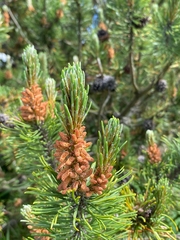 Pinus