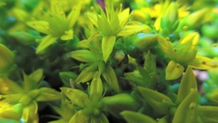 Sedum acre