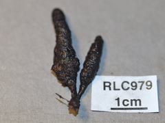 Xylaria globosa
